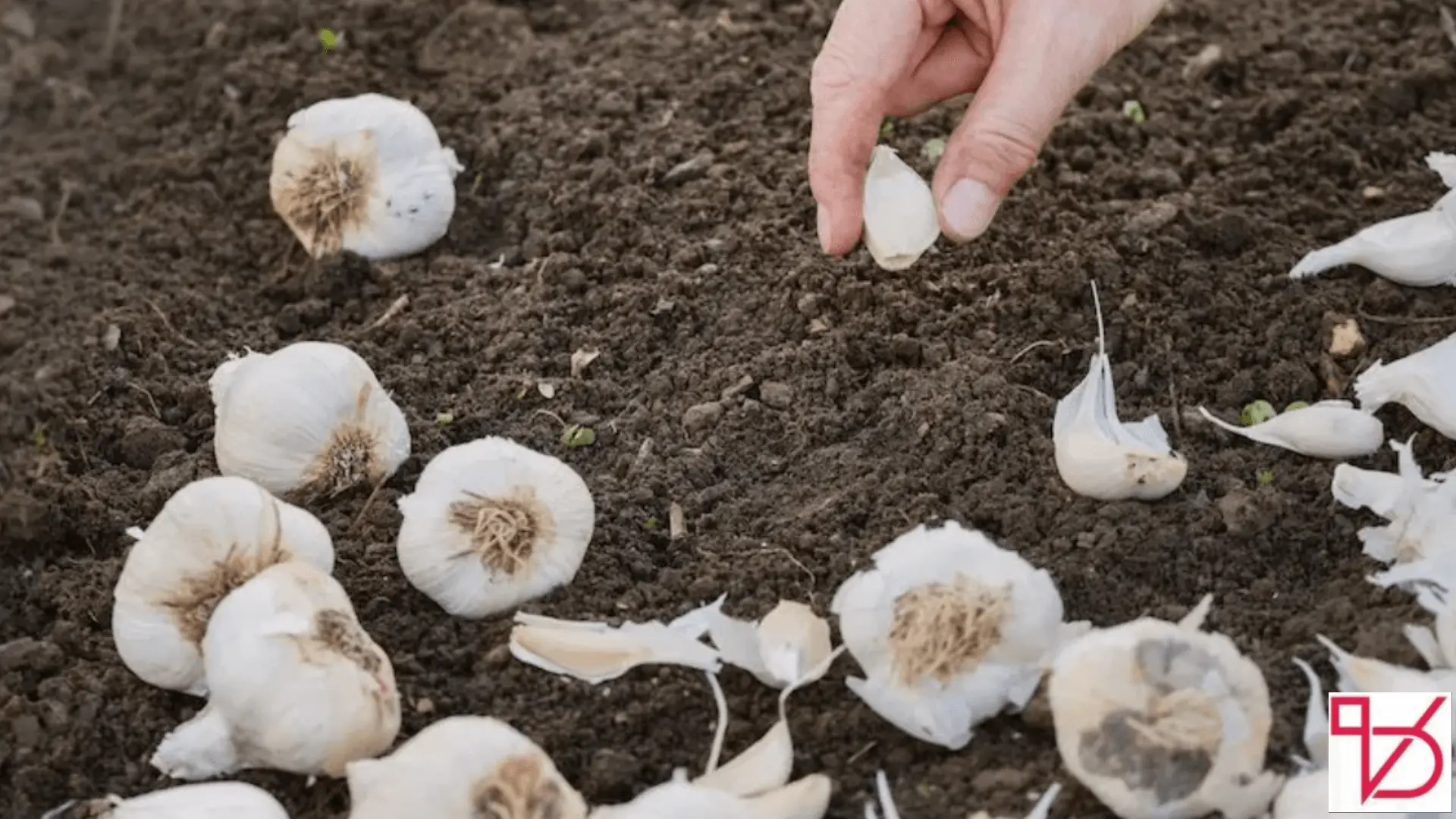 How to Plant Garlic?