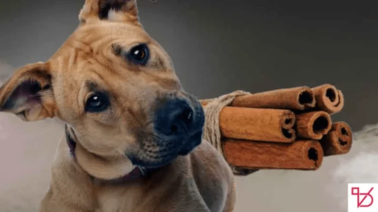 Can Dogs Eat Cinnamon?
