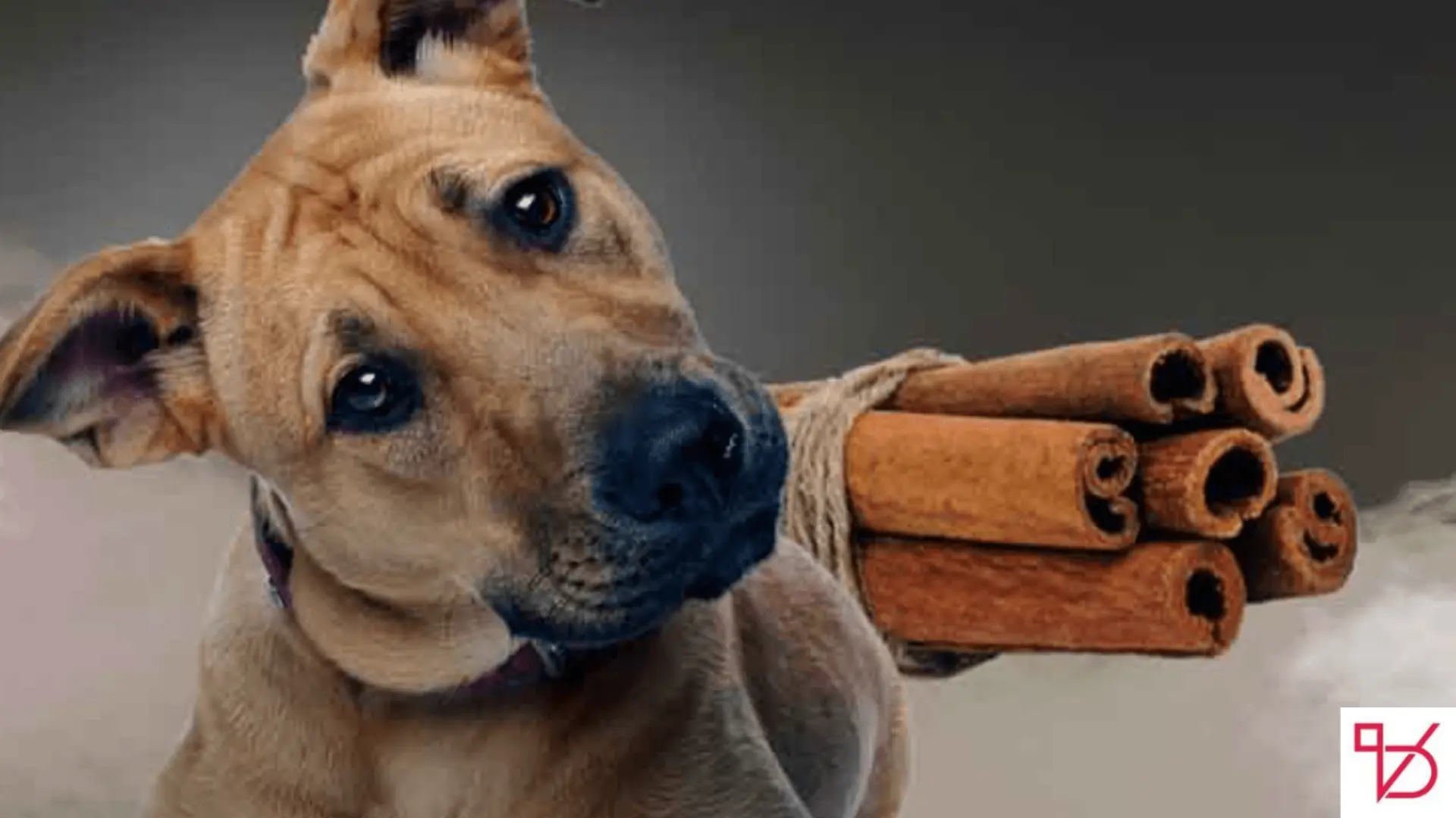 Can Dogs Eat Cinnamon?