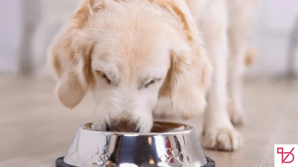 Can Dogs Eat Cinnamon?