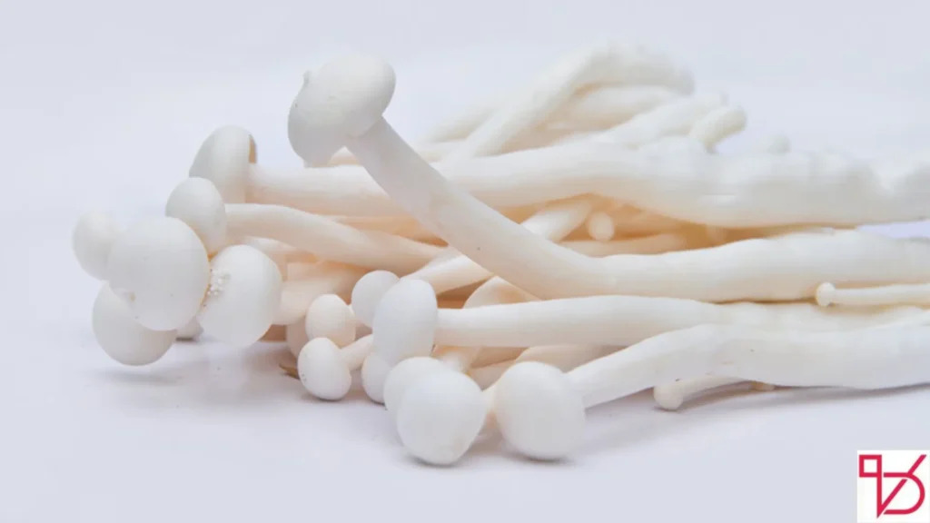 Seafood Mushroom