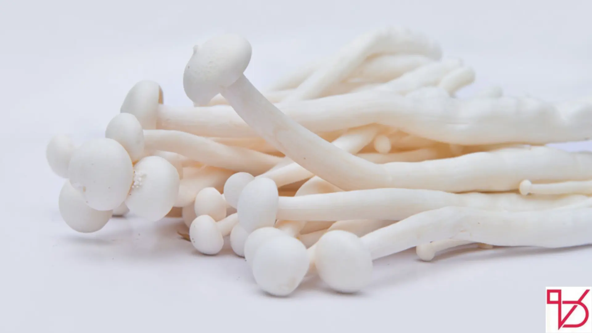 Seafood Mushroom